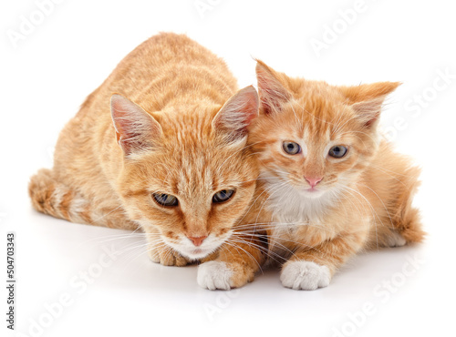 Red cat and kitten.