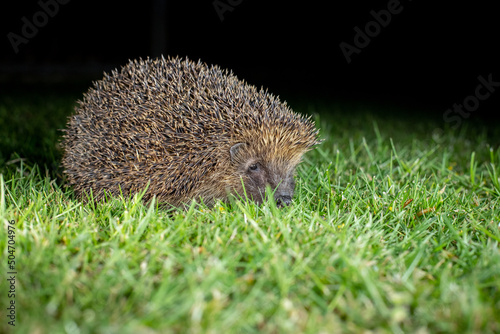 hedgehog in the grass