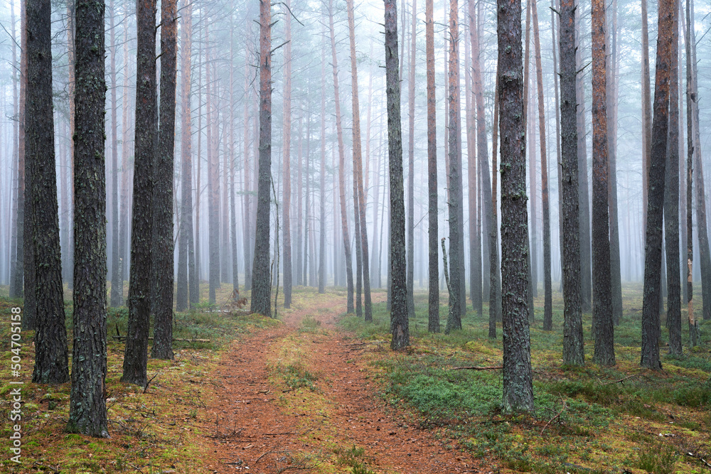 Fototapeta premium Forest with mist