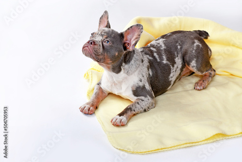 Young merle tan French Bulldog dog lying on yellow blanket