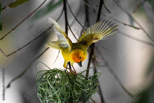 Weaver Birds in Kenya Africa. The weaver birds were photographed and observed on a safari. Beautifully frozen with spread out birds