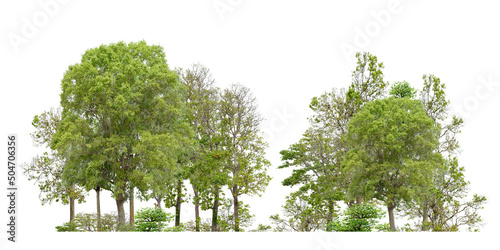 Forest or green tree side view isolated on white background for landscape and architecture layout drawing, elements for environment and garden, tree elevation