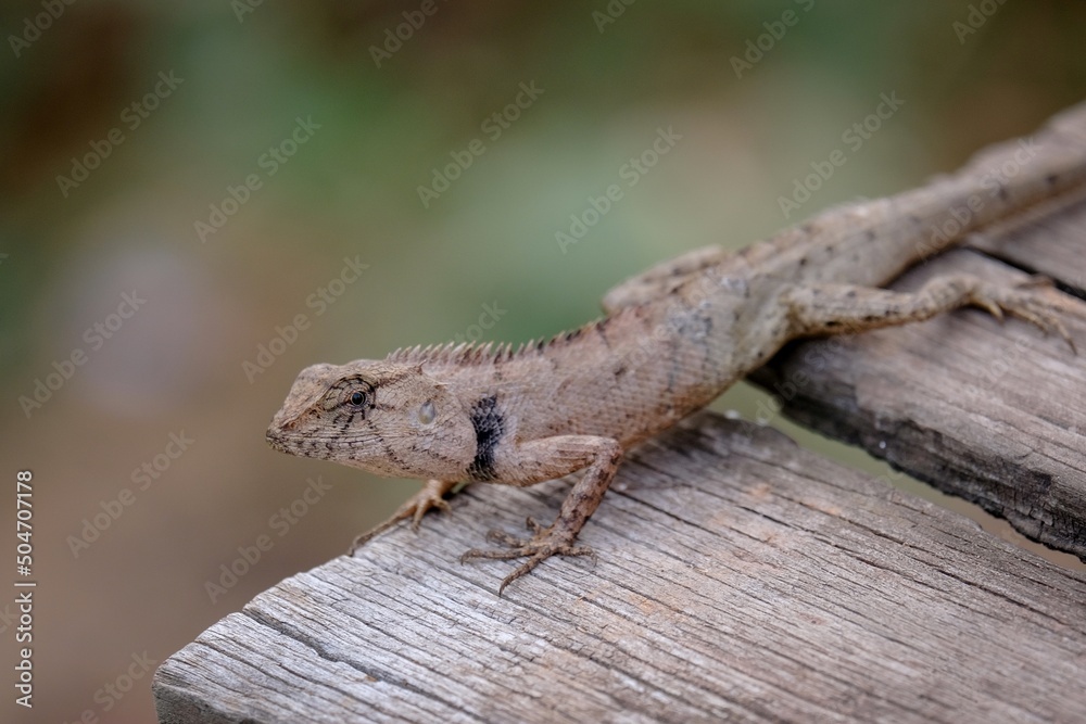 Obraz premium lizard on a tree
