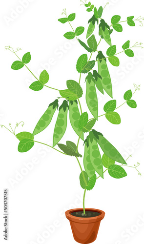Pea plant with green fruits and leaves in flower pot isolated on white background