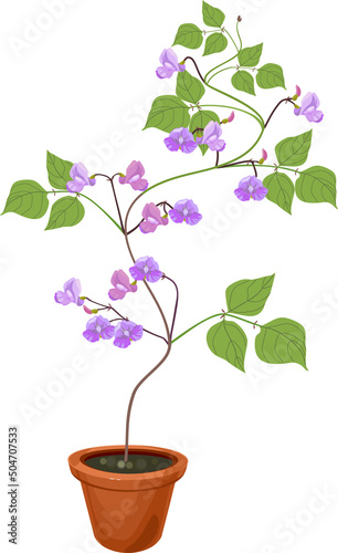Bean plant with purple flowers and green leaves in flower pot isolated on white background