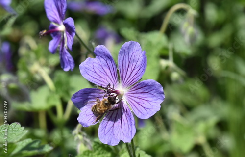 Biene auf einer Geranium platypetalum photo