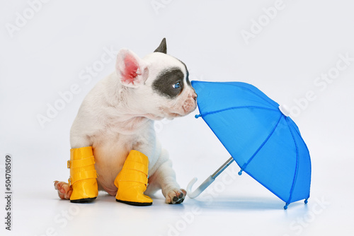 Blue pied French Bulldog dog puppy with umbrella and rain boots photo