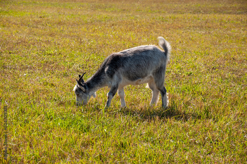 Obraz premium The goat is eating leaves from a tree - pasturing on the farm, care of household pets. Warm summer and hard agrarian work in provinces