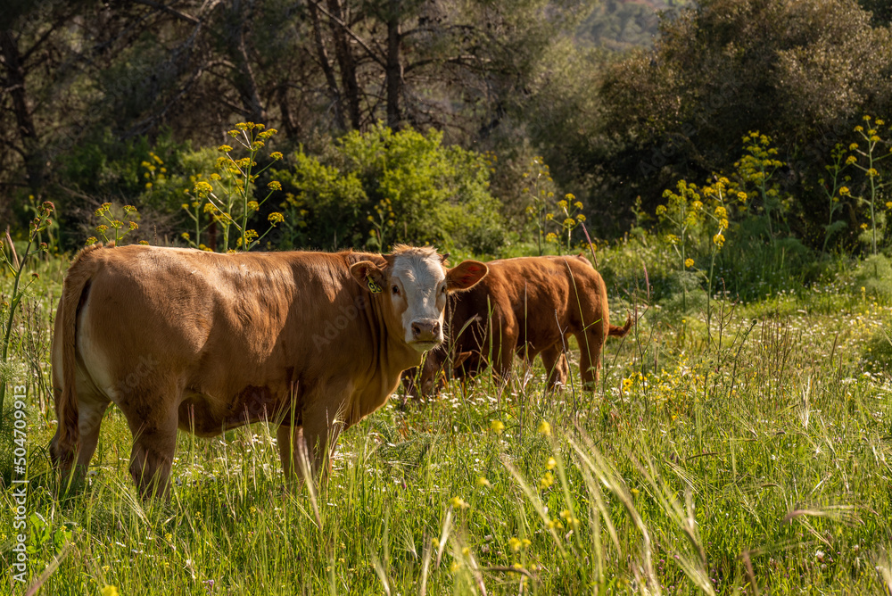 Cattle grazing on Mount Gilboa in Israel on a beautiful afternoon in the spring.
