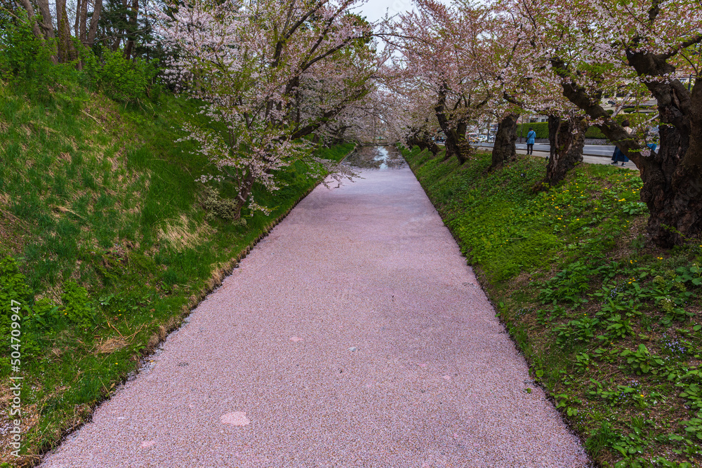 Amazing spring scene at Hirosaki castle in Aomori prefecture,Japan. After full bloom of cherry blossom, the wind scattered the cherry blossoms on the moat water. Amazing spring scene at Hirosaki castle in Aomori prefecture,Japan. After full bloom of cherry blossom, the wind scattered the cherry blossoms on the moat water.