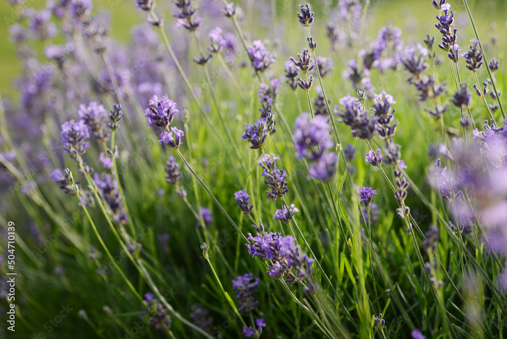 Naklejka premium Lavande