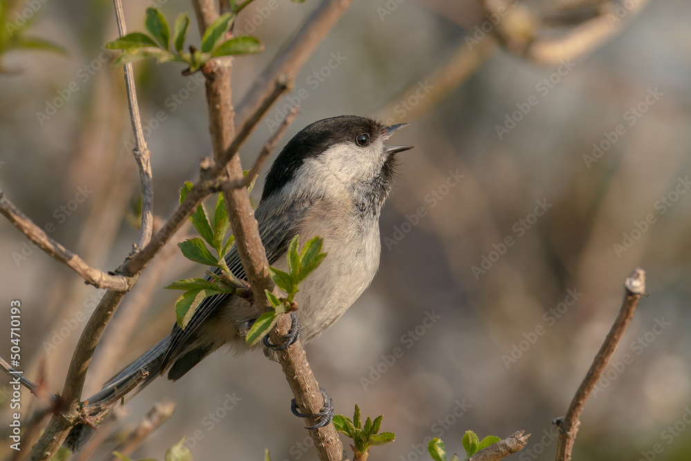 Naklejka premium Sikora sikorka
