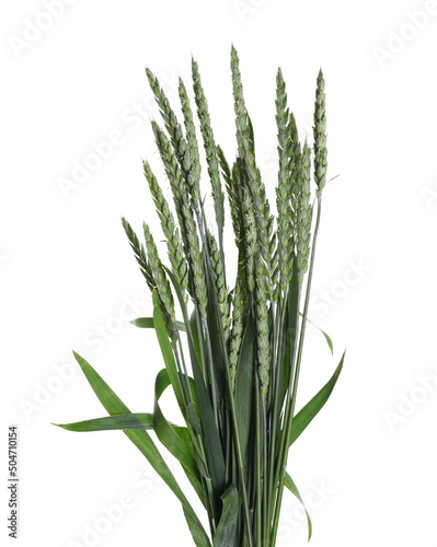 Green young wheat isolated on white  