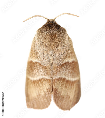 Oak processionary moth (Thaumetopoea processionea) isolated on white photo