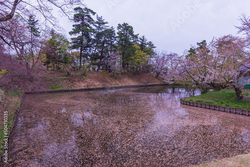 Amazing spring scene at Hirosaki castle in Aomori prefecture,Japan. After full bloom of cherry blossom, the wind scattered the cherry blossoms on the moat water.