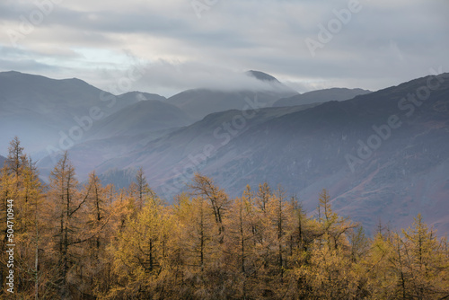 Stunning Autumn Fall landscape image of golden larch trees against misty mountains in distance of Lake District