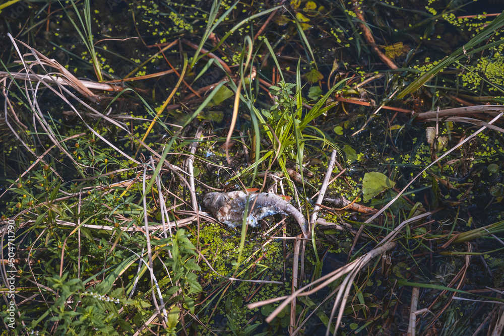 Dead fish lying on the sand on the sand in shallow water, with ...