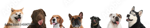 Cute funny cats and dogs on white background. Banner design