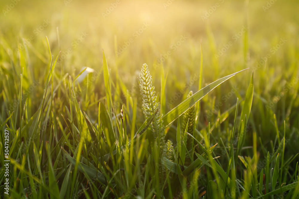 Fresh green grass outdoors on sunny day, closeup Fresh green grass outdoors on sunny day, closeup