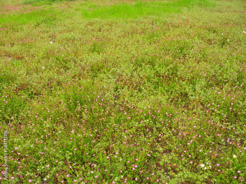 アカバナユウゲショウの花咲く初夏の野原風景