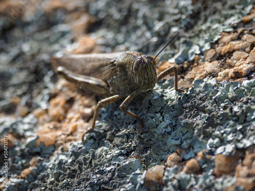 Grasshopper in its natural environment.