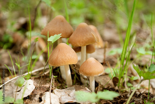 Group of small mushrooms grow in spring forest