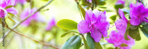 Beautiful rhododendron daurian flowers in the park on the lawn. Blooming rose bush in the garden. Banner	 photo