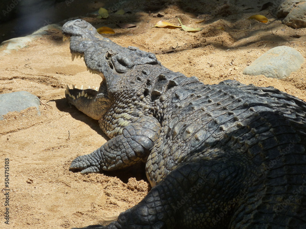 A huge nile crocodile with its mouth open on the sand near the river - photo A huge nile crocodile with its mouth open on the sand near the river - photo