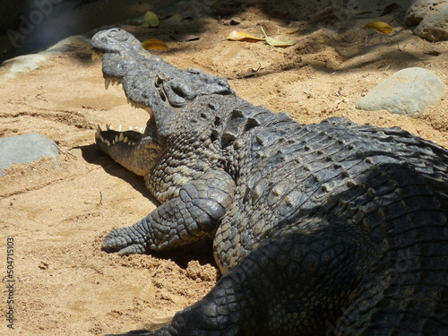 A huge nile crocodile with its mouth open on the sand near the river - photo