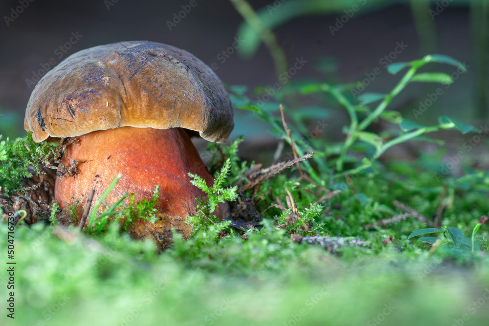 Neoboletus luridiformis known as Boletus luridiformis - edible mushroom. Fungus in the natural environment.