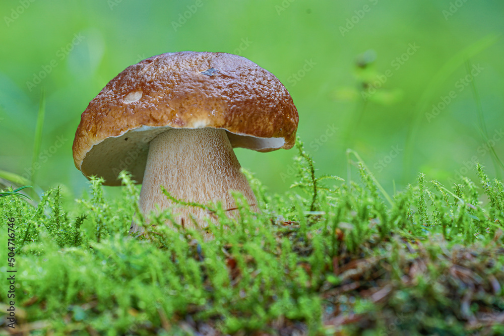 Close up view of excellent edible Boletus mushroom and fallen leaves in autumn forest Close up view of excellent edible Boletus mushroom and fallen leaves in autumn forest