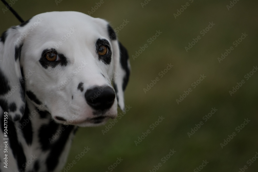Portrait of a Dalmatian dog. Headshot with Dalmatian looking towards camera