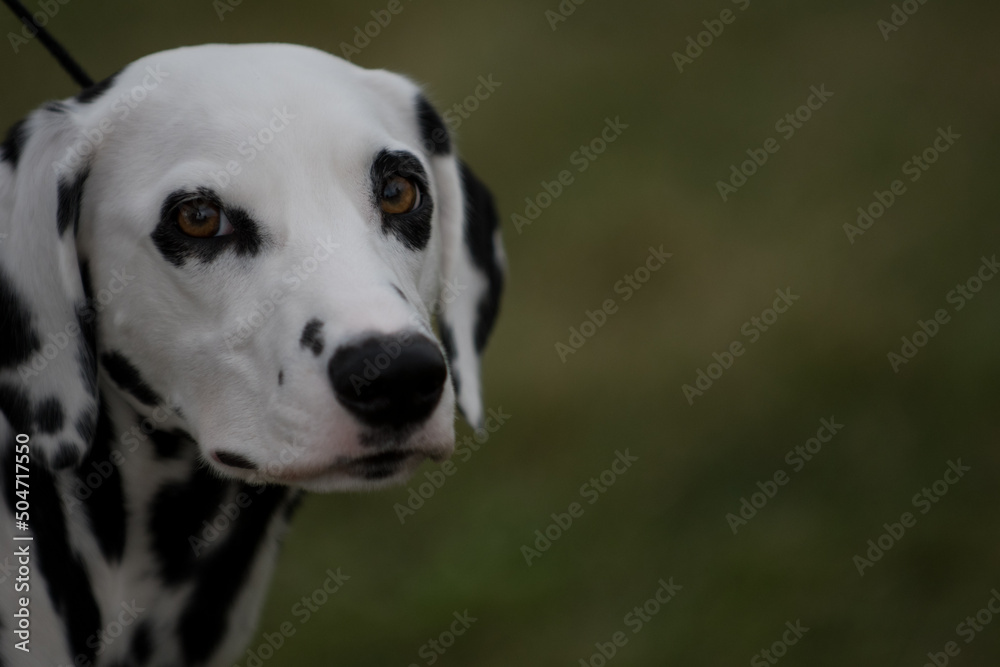 Portrait of a Dalmatian dog. Headshot with Dalmatian looking towards camera Portrait of a Dalmatian dog. Headshot with Dalmatian looking towards camera