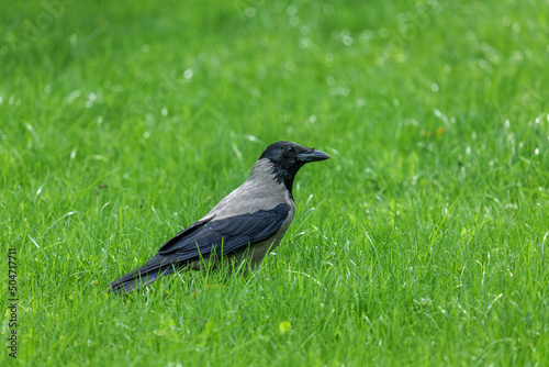 A crow, on a green lawn.