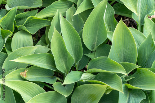 Hosta Tardiana Group 'Silvery Slugproof'' also known as plantain lily is a spring and summer flowering perennial herbaceous flower plant, stock photo image
