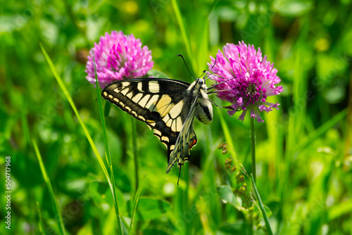 Old World Swallowtail or common yellow swallowtail (Papilio machaon) sitting on pink flower in Zurich, Switzerland photo