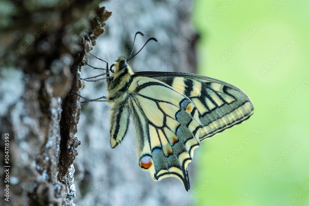 Schwalbenschwanz Schmetterling mit geschlossenen Flügeln am Kirschbaum - frisch geschlüpft