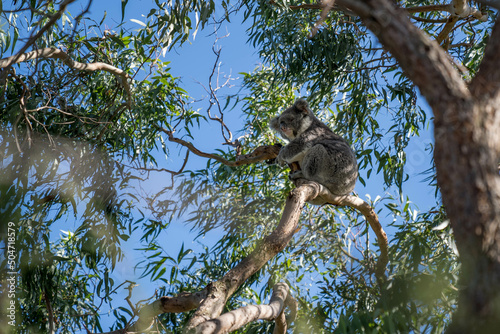 koala on a tree