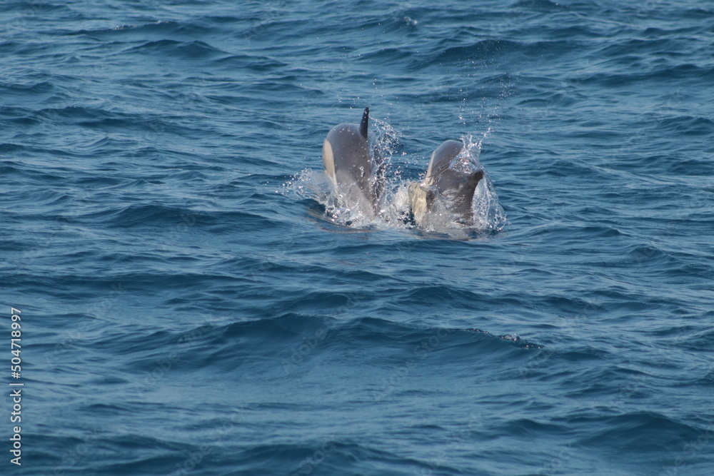 Obraz premium Delfines nadando