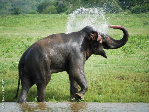 Elefant bespritzt sich mit Wasser und wäscht sich photo