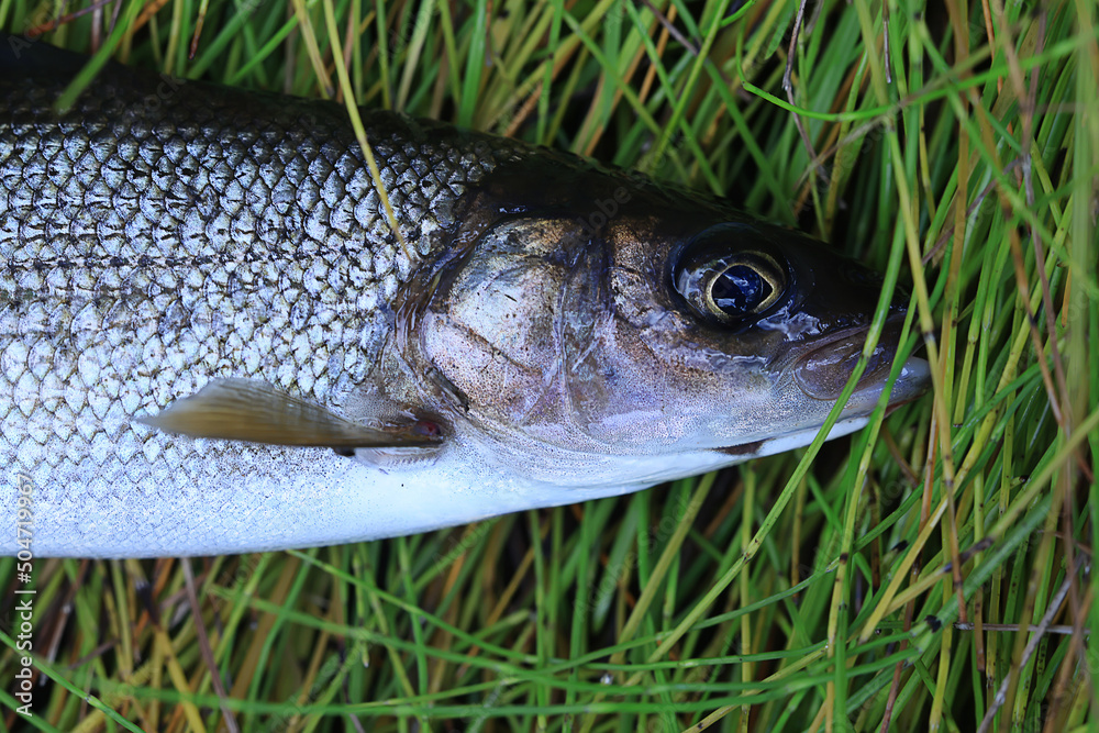 caught european grayling fresh fish wildlife hobby fishing caught european grayling fresh fish wildlife hobby fishing