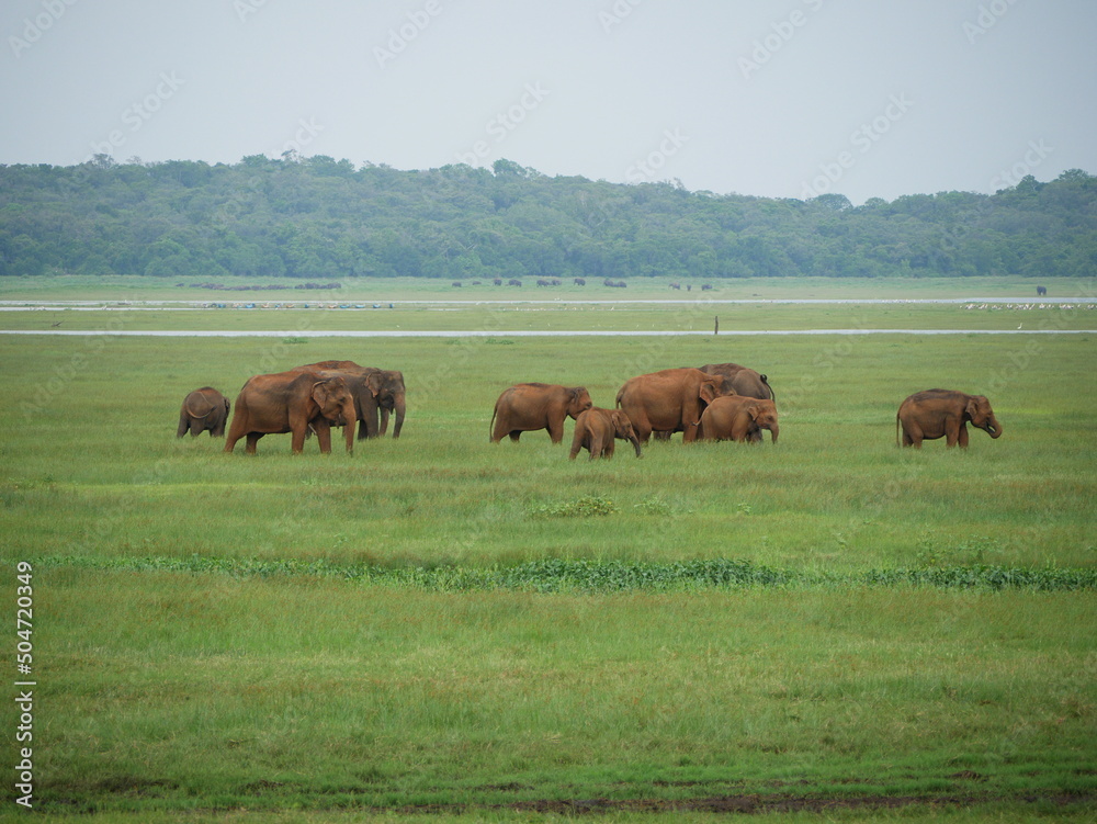 Elefanten in einer Reihe