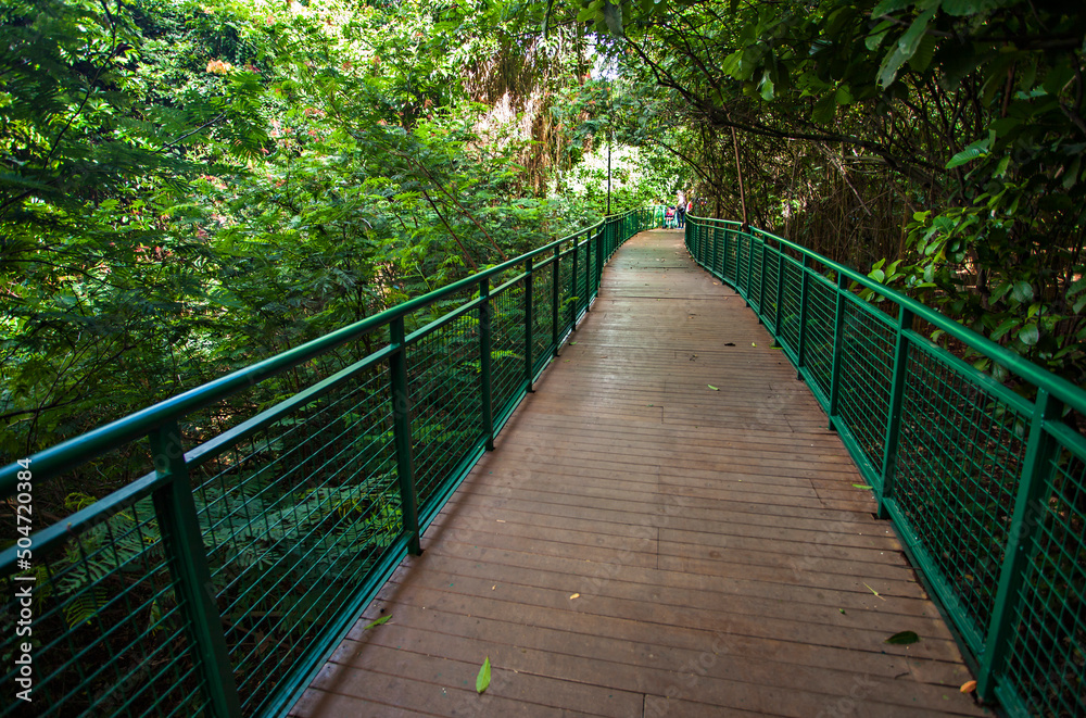 The Green and fresh of Babakan Siliwangi, a city forest with walking track in the center of Bandung City, West Java, Indonesia. 