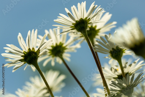Spring gardening: Daisies seen from a worm's eye view photo