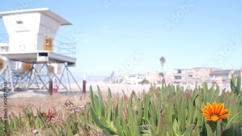 Lifeguard stand and flower, life guard tower for surfing on California beach. Succulent ice plant and rescue hut or house by summer ocean. Lifesavers station near Los angeles on Mission beach, USA.