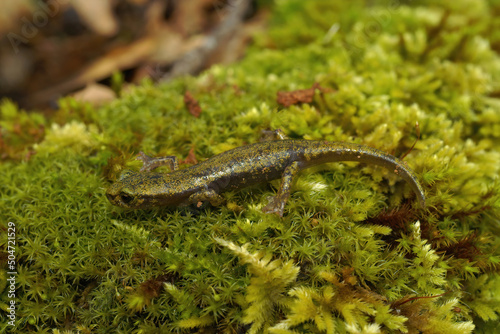 Closeup on the endangered limestone lungless salamander, Hydromantes brunus, Merced River , California photo