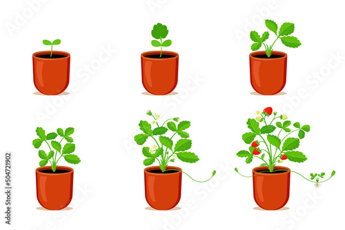 Growing strawberries in flower pot. Stages of germination process of strawberries at home