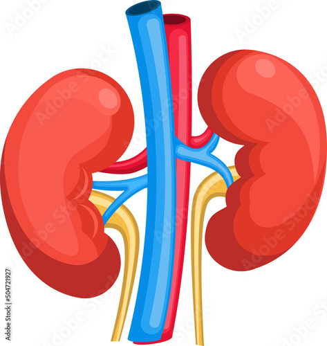 Kidney, Human internal organ