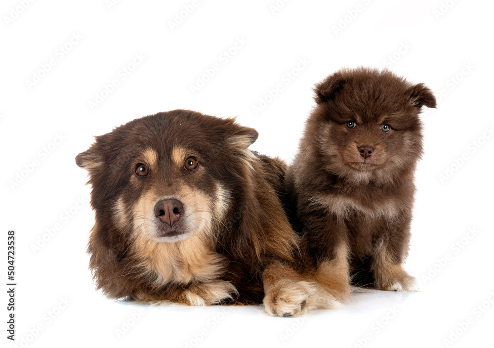 puppy and adult Finnish Lapphund in studio puppy and adult Finnish Lapphund in studio