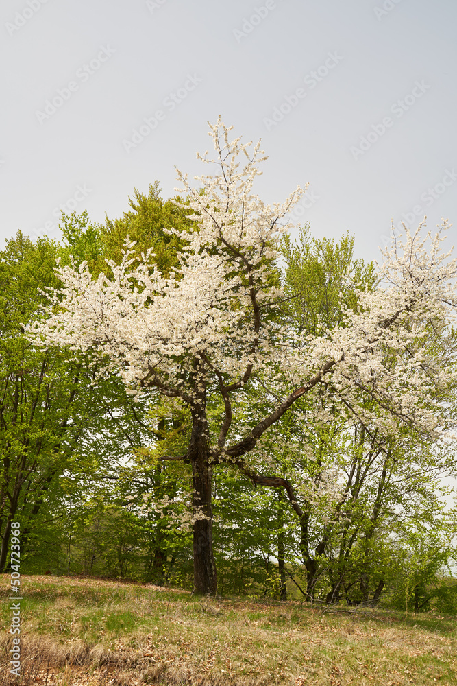 Obraz premium Wild cherry tree blossom
